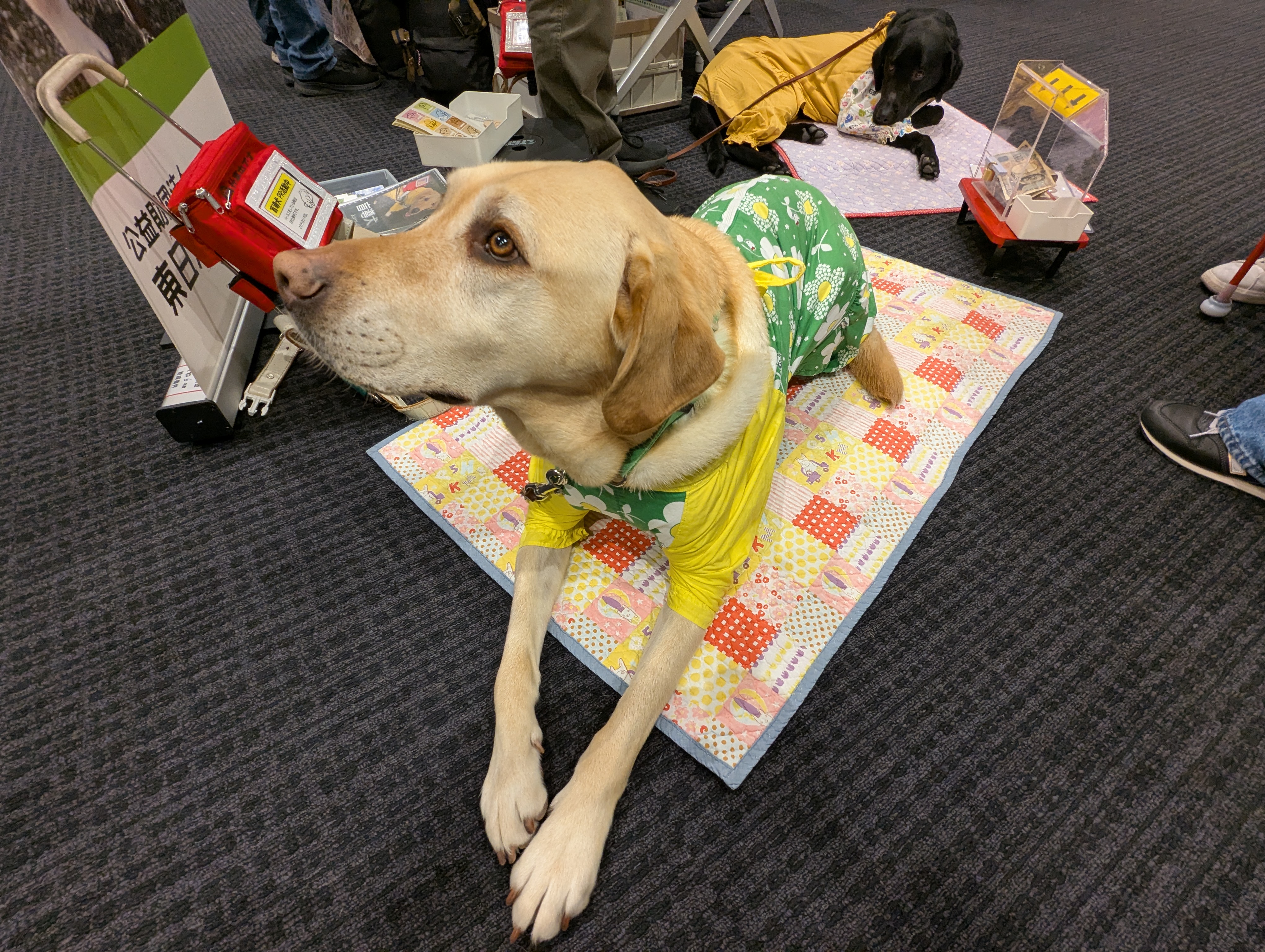 盲導犬