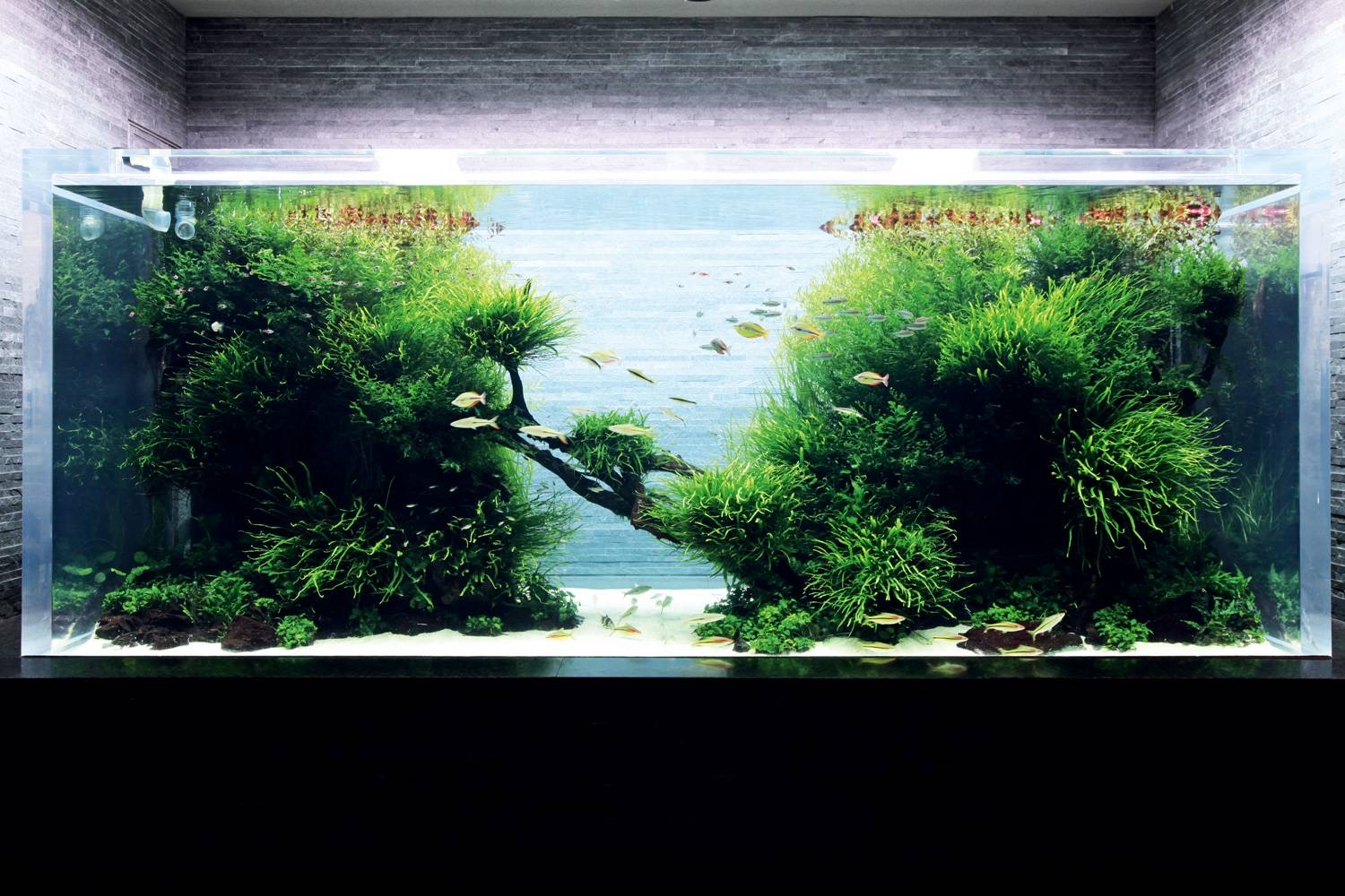 アクアリウム